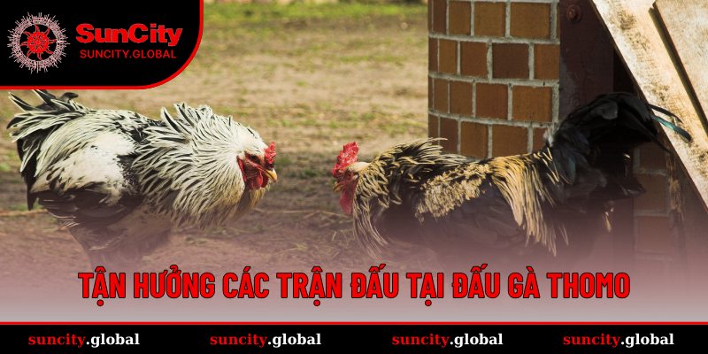Trực tiếp tại sảnh đá gà Thomo cho hội viên 