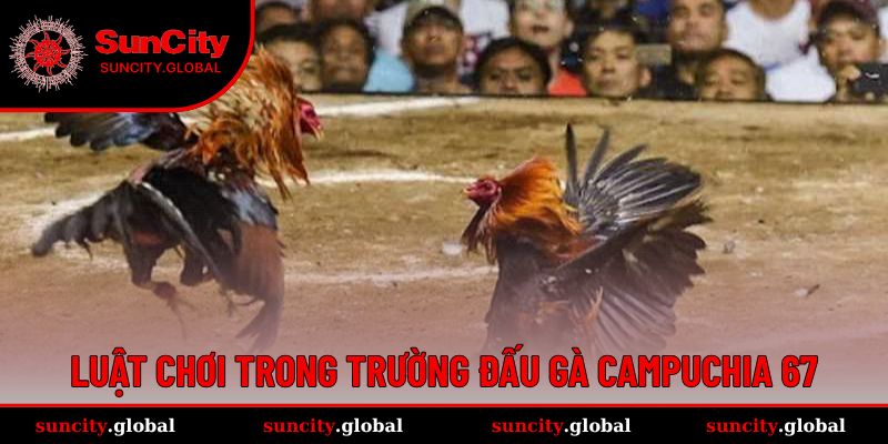Luật chơi tại trường gà Campuchia 67 vô cùng thú vị