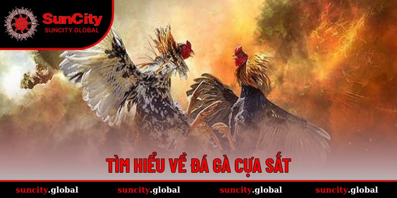 Đá gà cựa sắt mang sự kịch tính, đối kháng cao