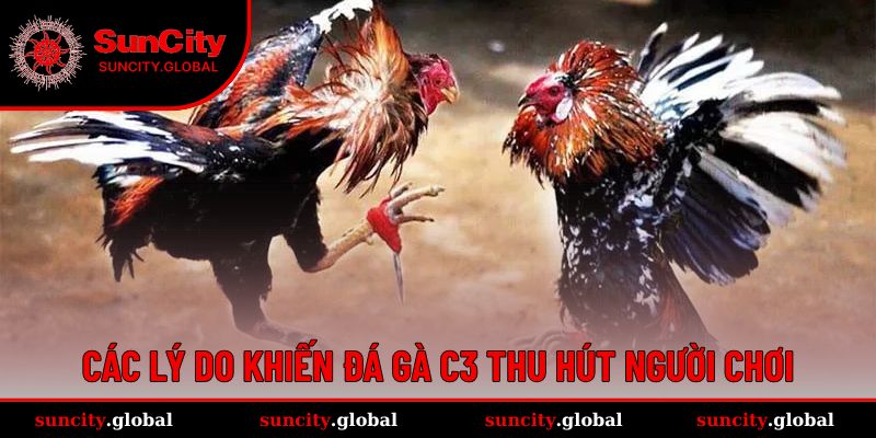 Đá gà C3 có nhiều đặc điểm thu hút người chơi