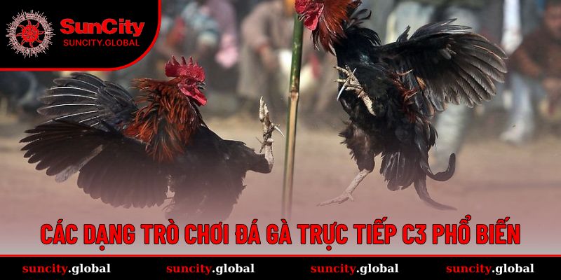 Đa dạng loại hình đá gà C3 để trải nghiệm